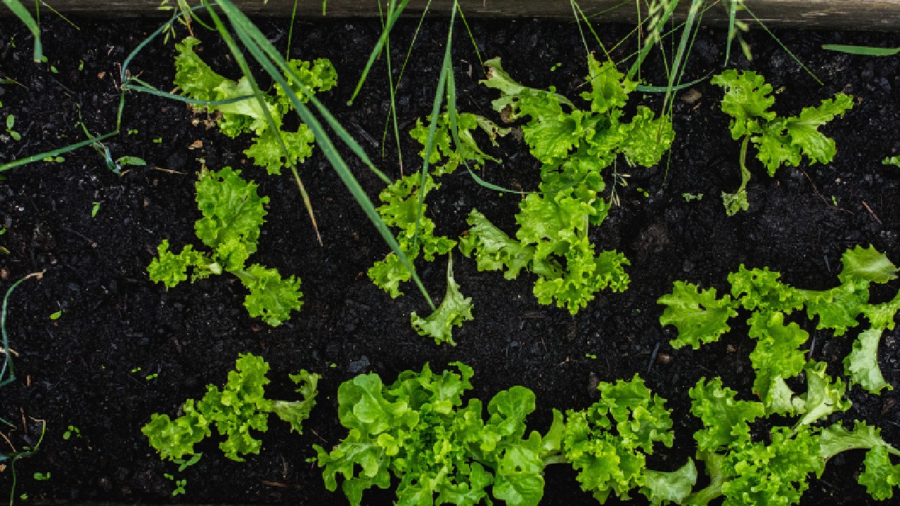 tanaman dataran tinggi