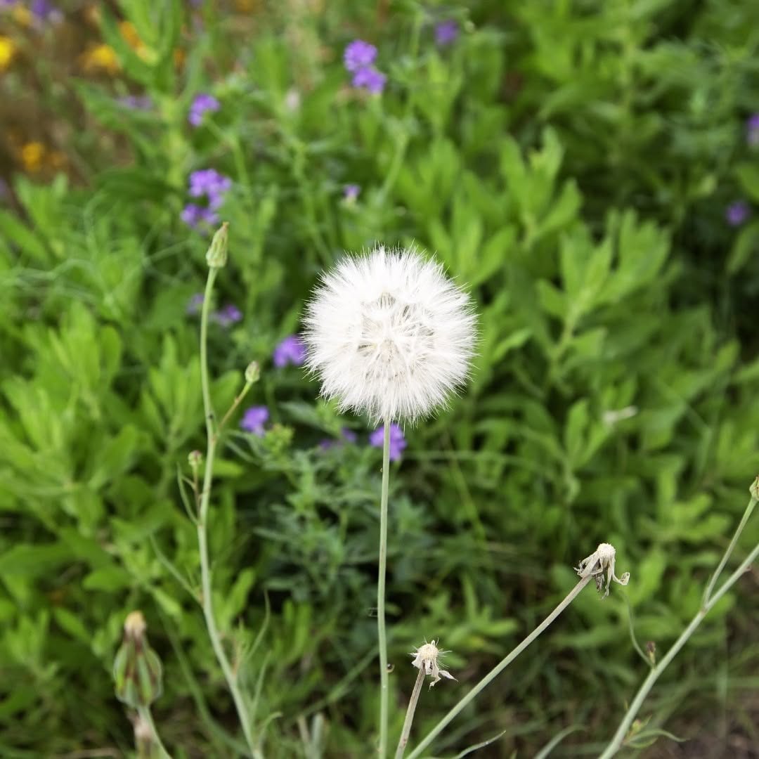 bunga yang melambangkan harapan