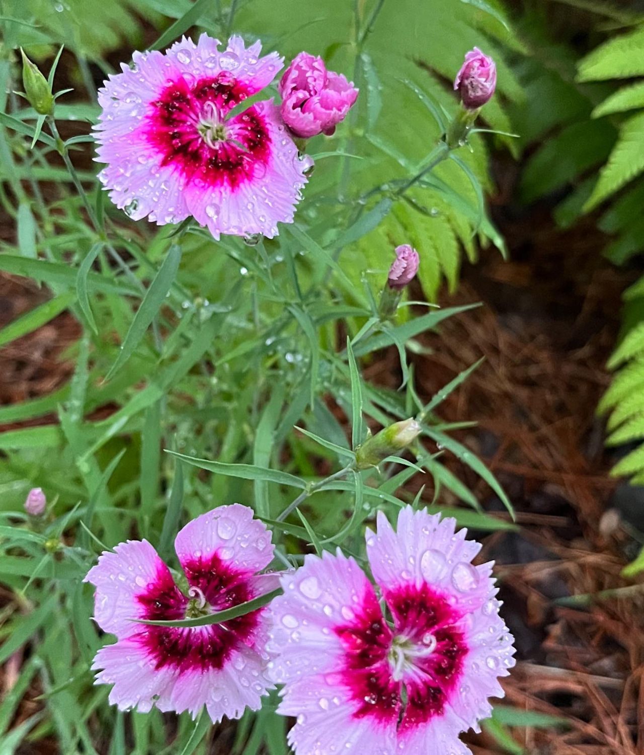 Dianthus