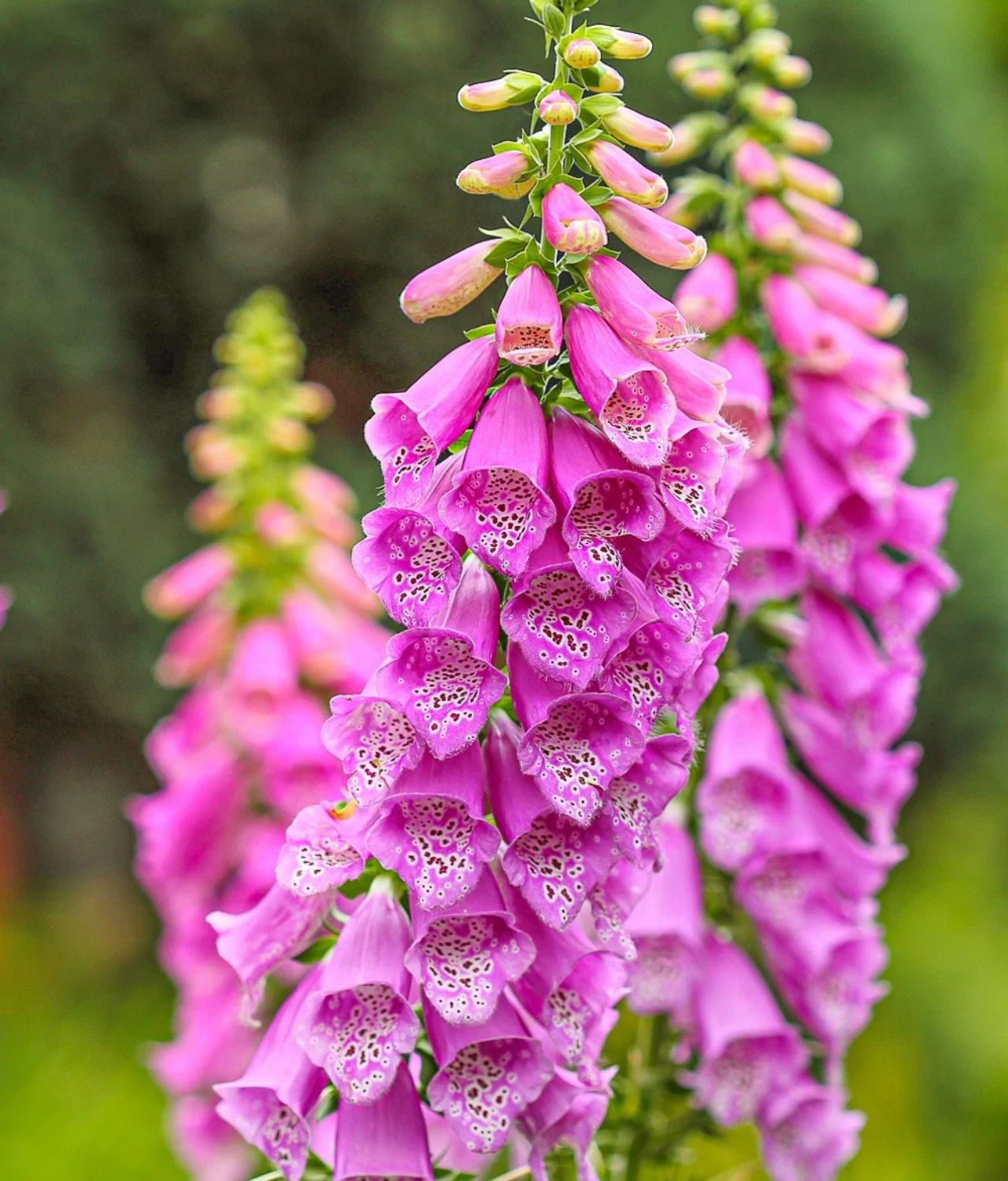 Foxglove