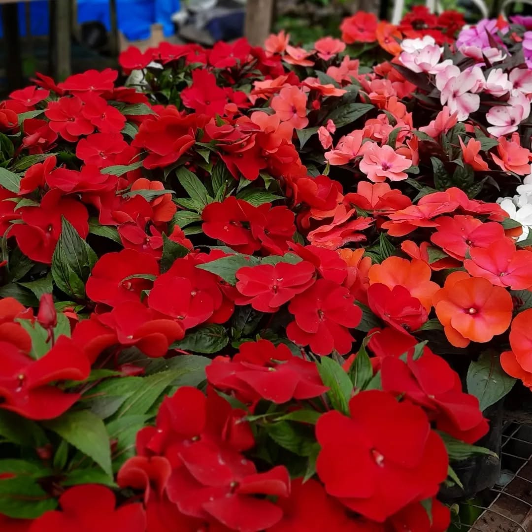 Impatiens New Guinea