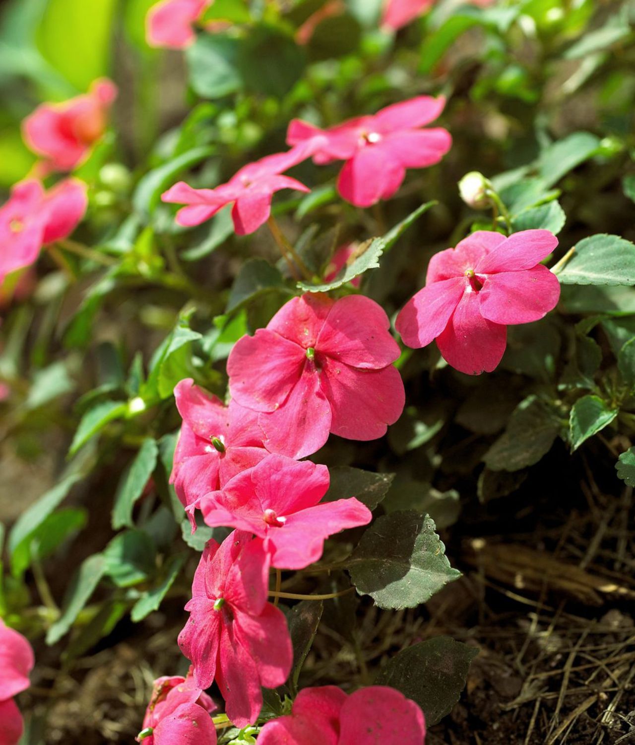 Impatiens
