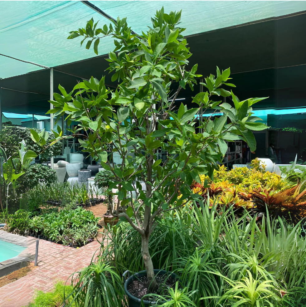 tanaman yang bisa dicangkok