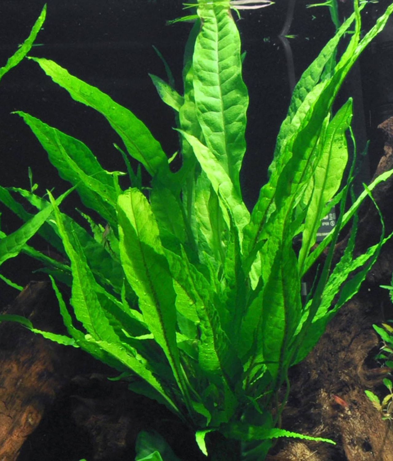 Java Fern