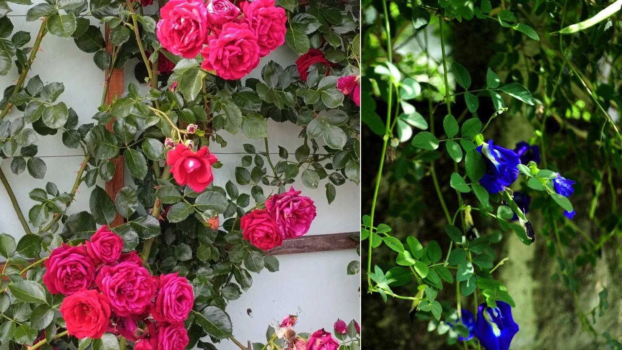 5 Jenis Bunga yang Bisa Dimakan dari Tanaman Sekitar Rumah