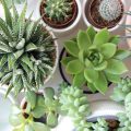 6 Jenis Sukulen Dalam Ruangan yang Cocok sebagai Dekorasi Rumah