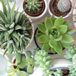 6 Jenis Sukulen Dalam Ruangan yang Cocok sebagai Dekorasi Rumah