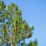 5 Jenis Pohon Cemara yang Cocok Menghiasi Halaman Rumah