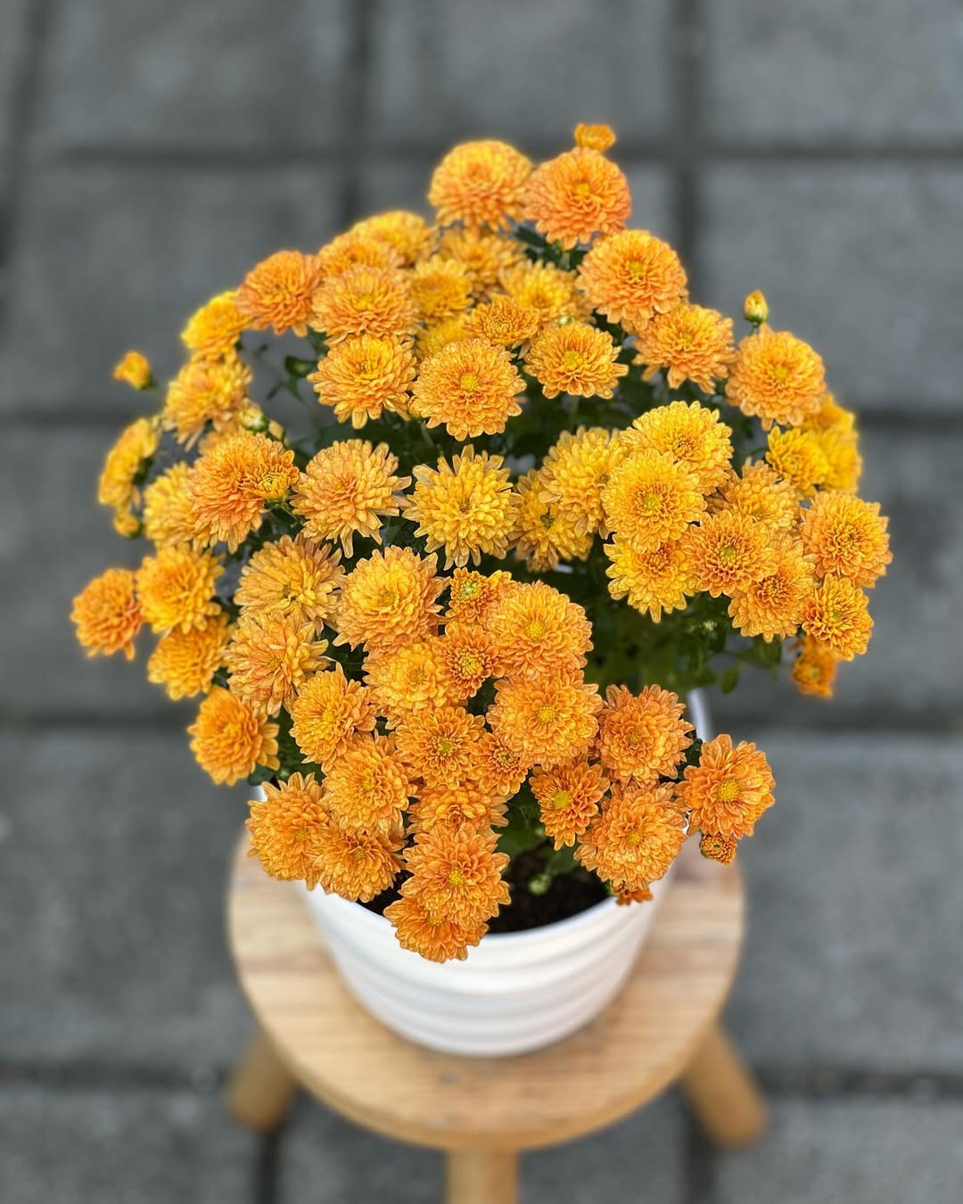 bunga yang melambangkan persahabatan dan cinta bunga yang melambangkan persahabatan dan cinta