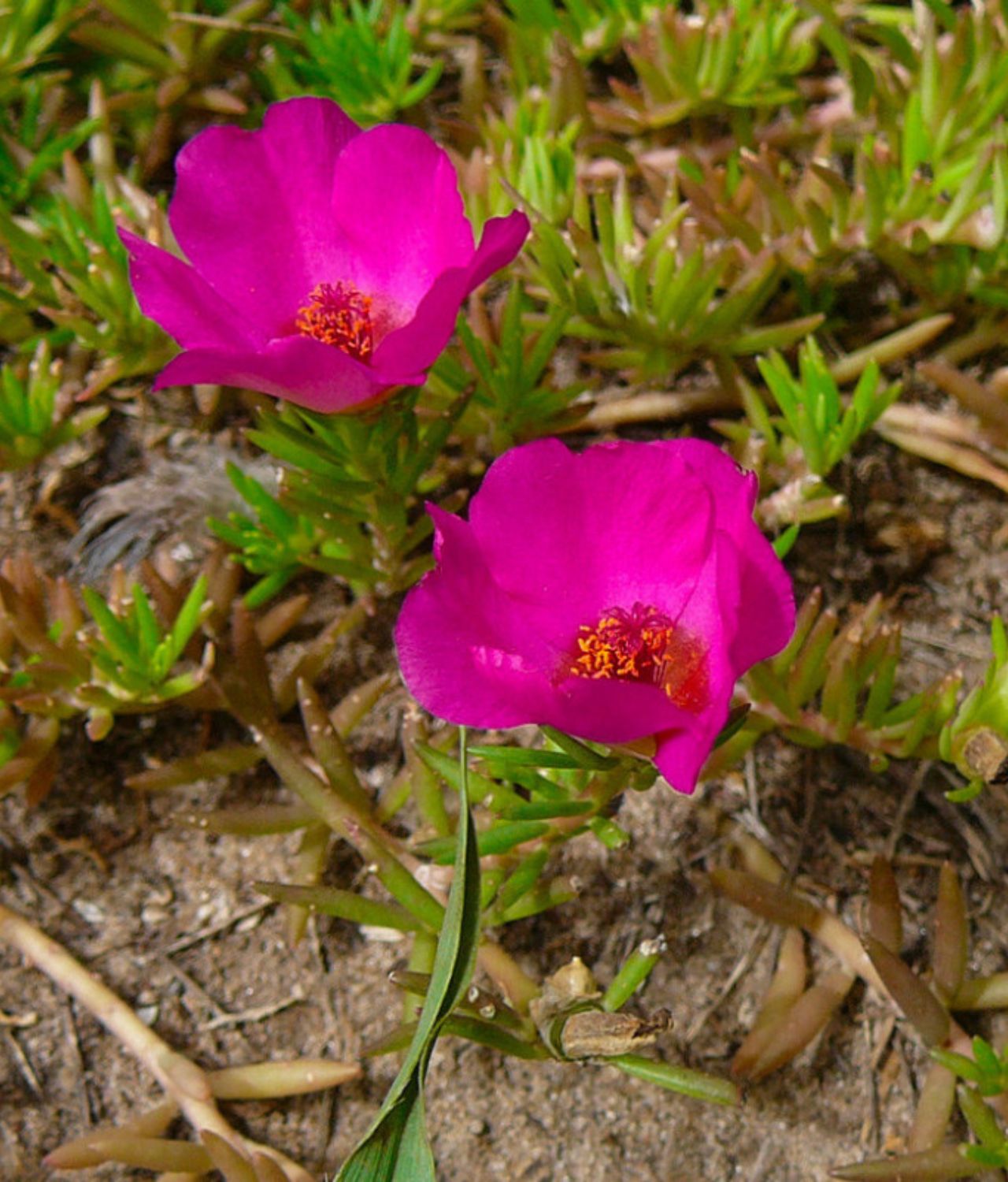 Krokot Moss Rose