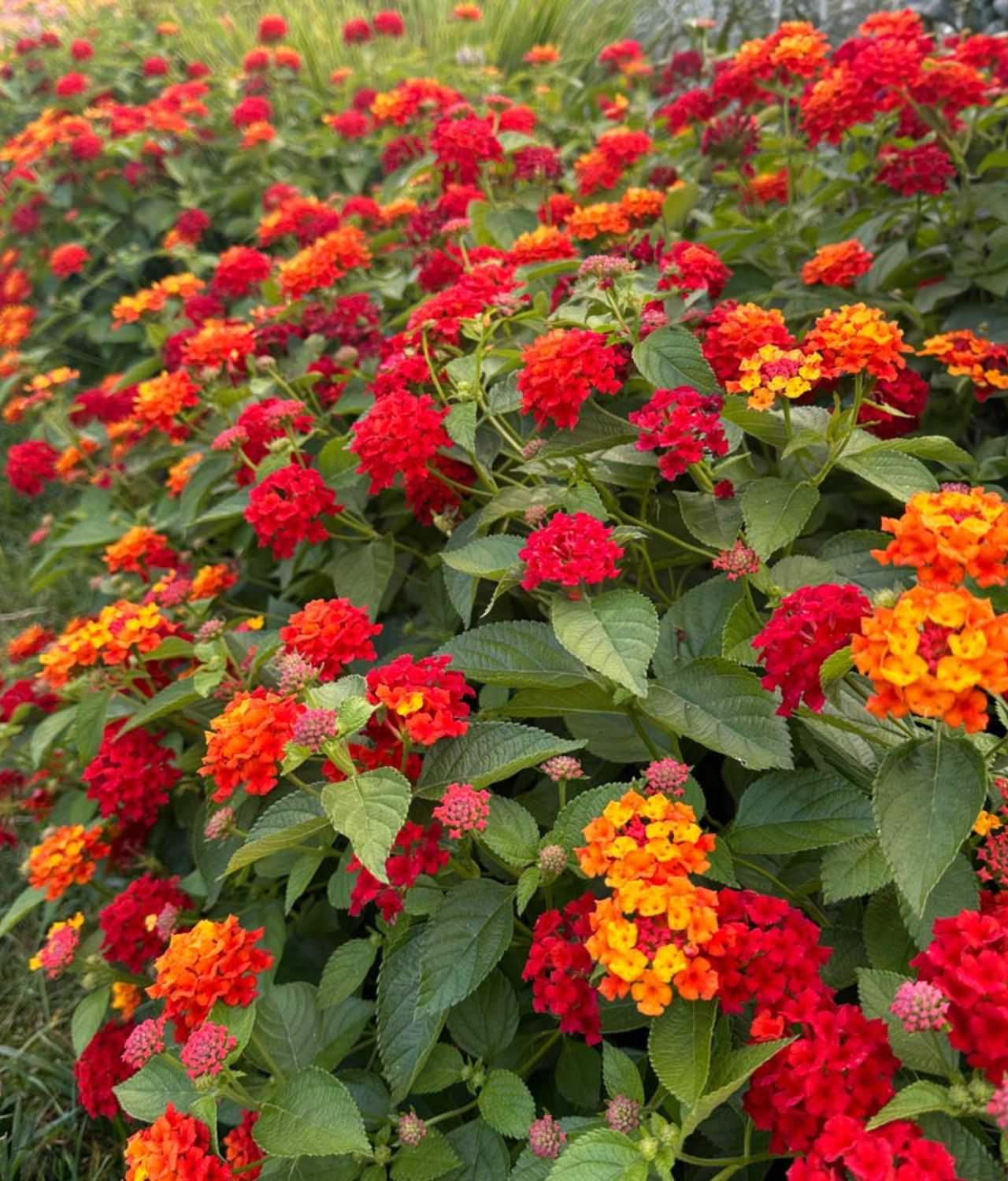 Lantana