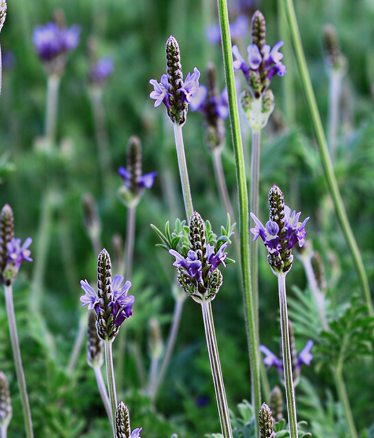 Lavandula Pinnata