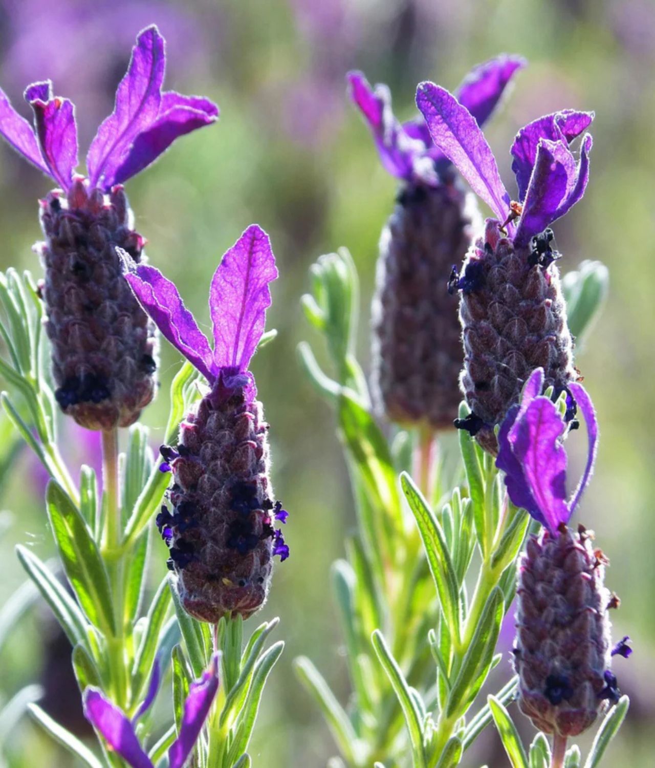 Lavandula Stoechas