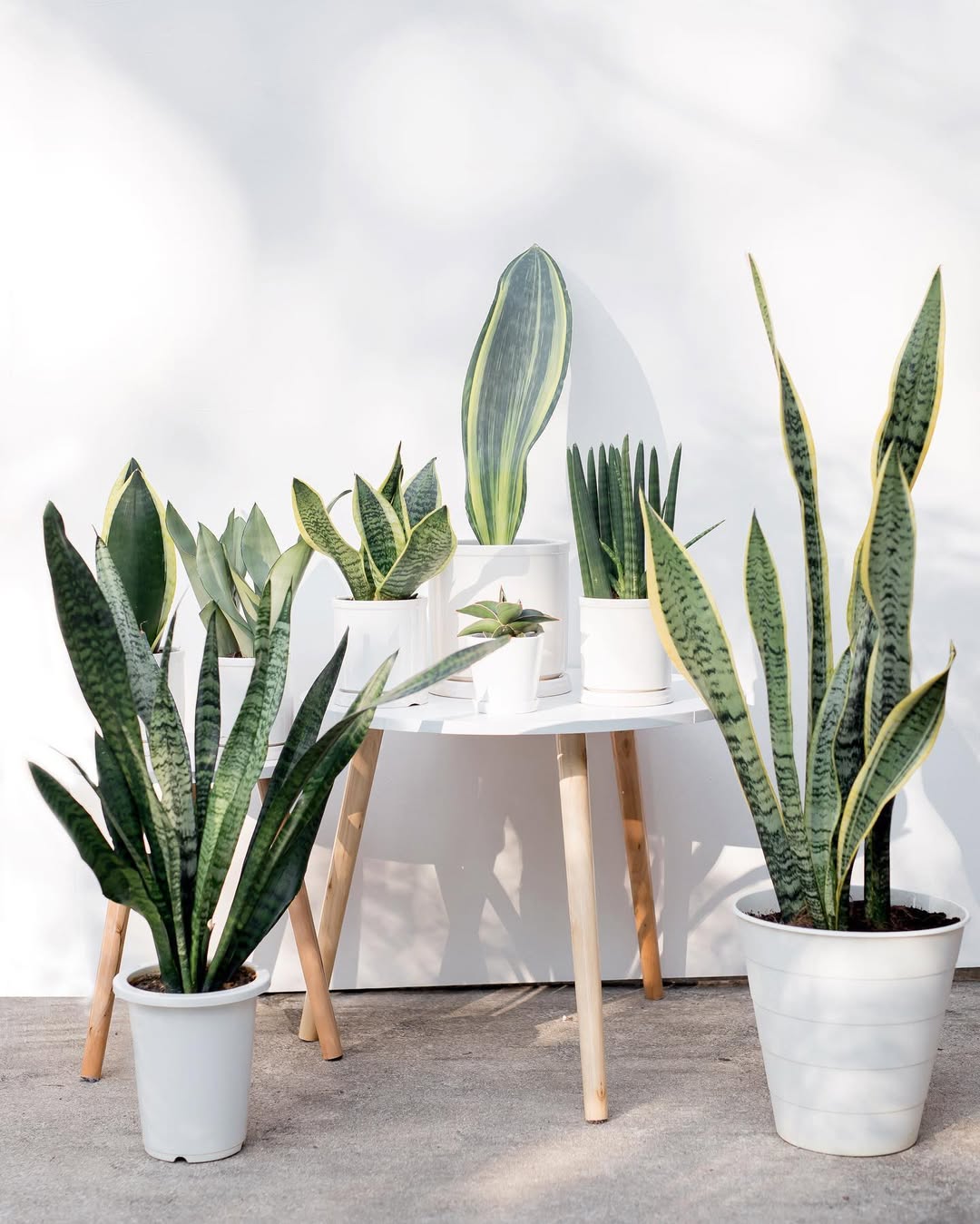 jenis tanaman hortikultura