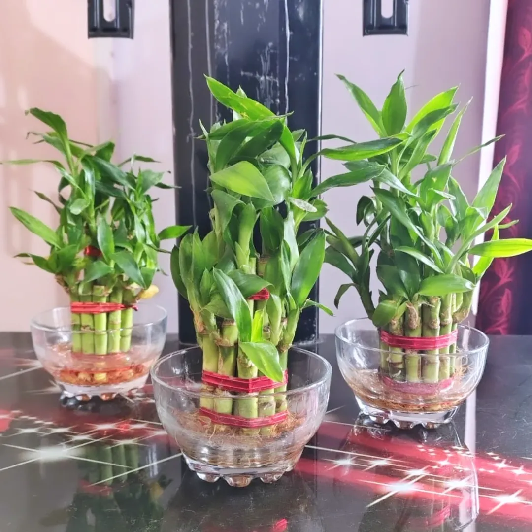 tanaman hias tanpa tanah