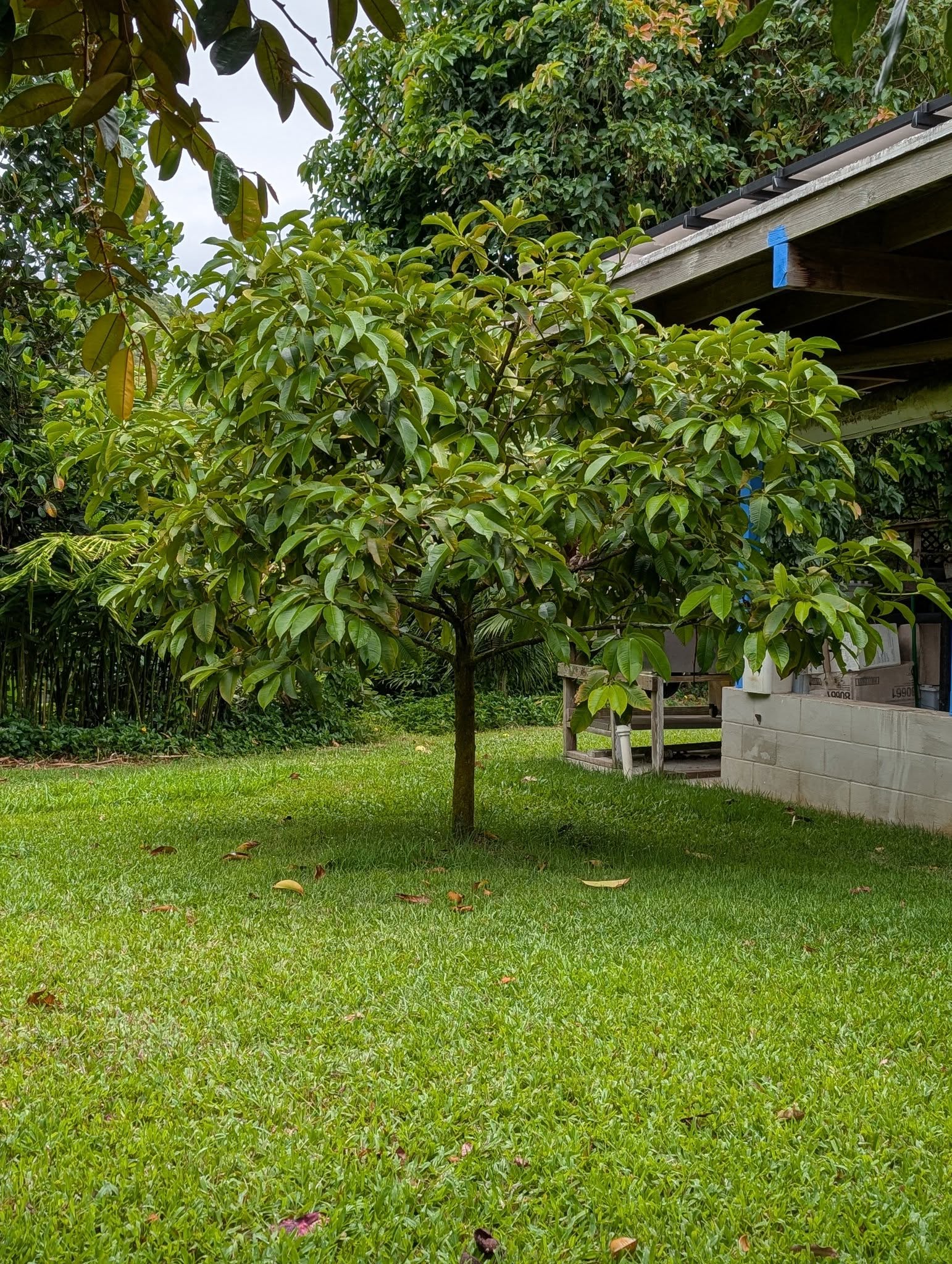 contoh tanaman yang bisa dicangkok