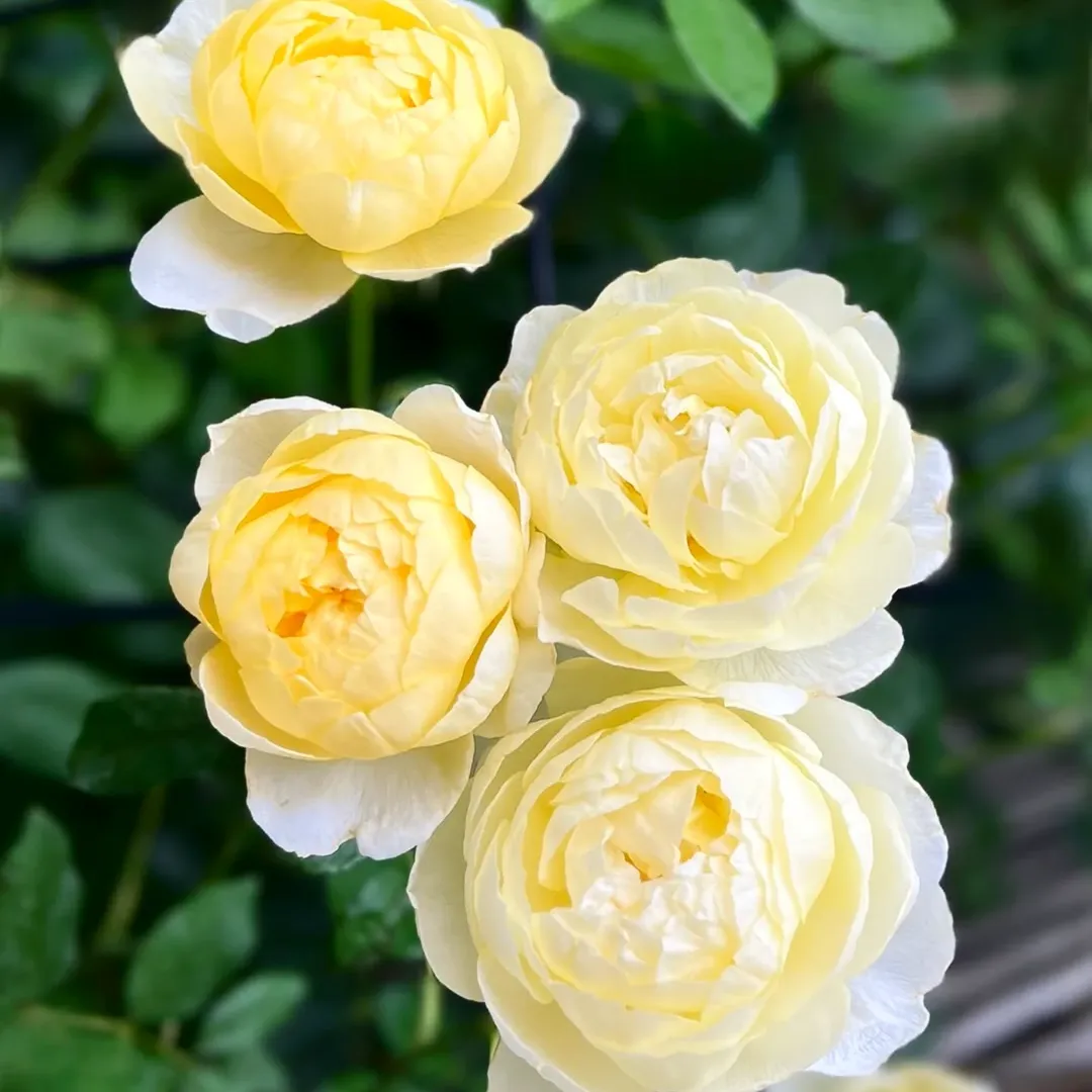 bunga yang melambangkan persahabatan bunga yang melambangkan persahabatan