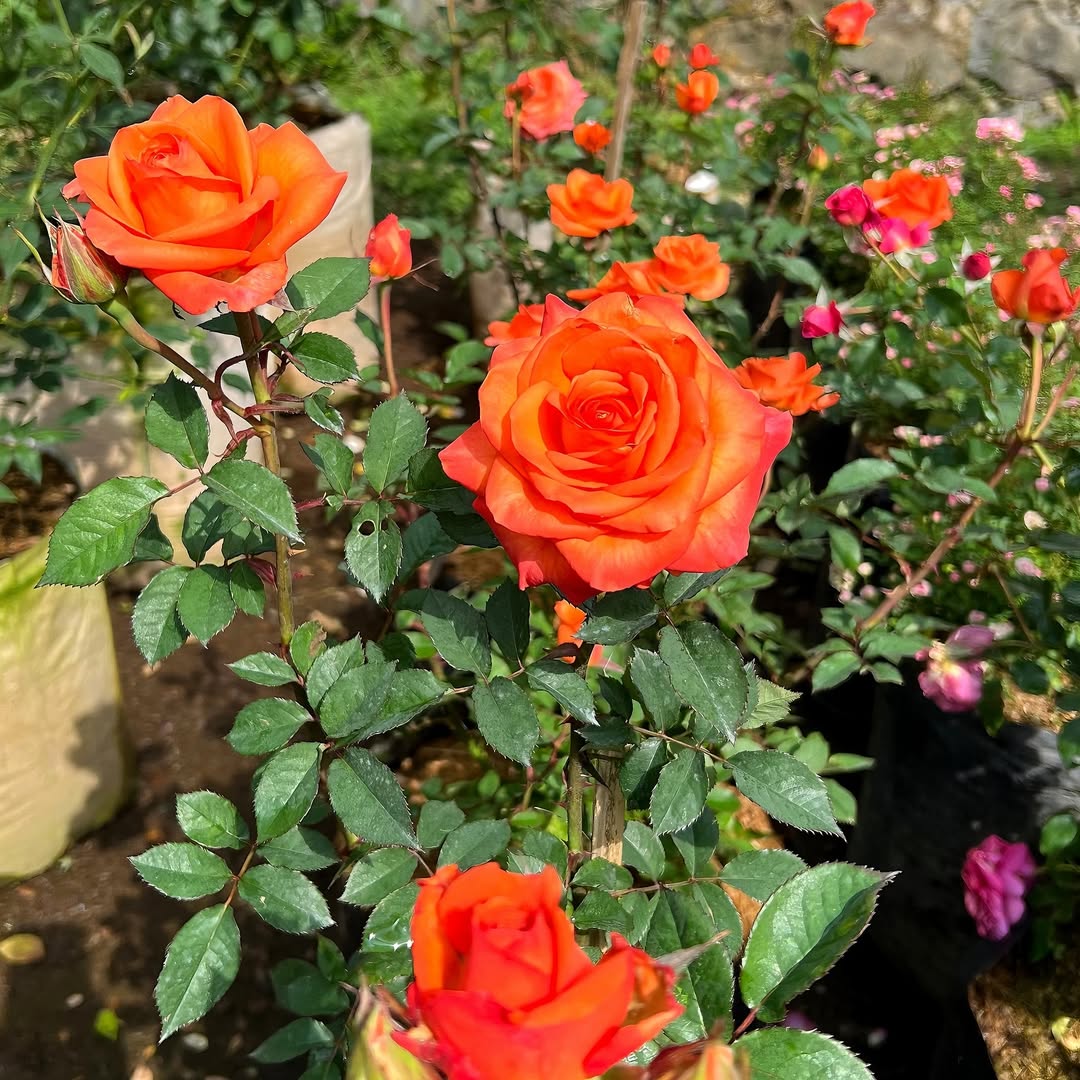 bunga yang melambangkan cinta