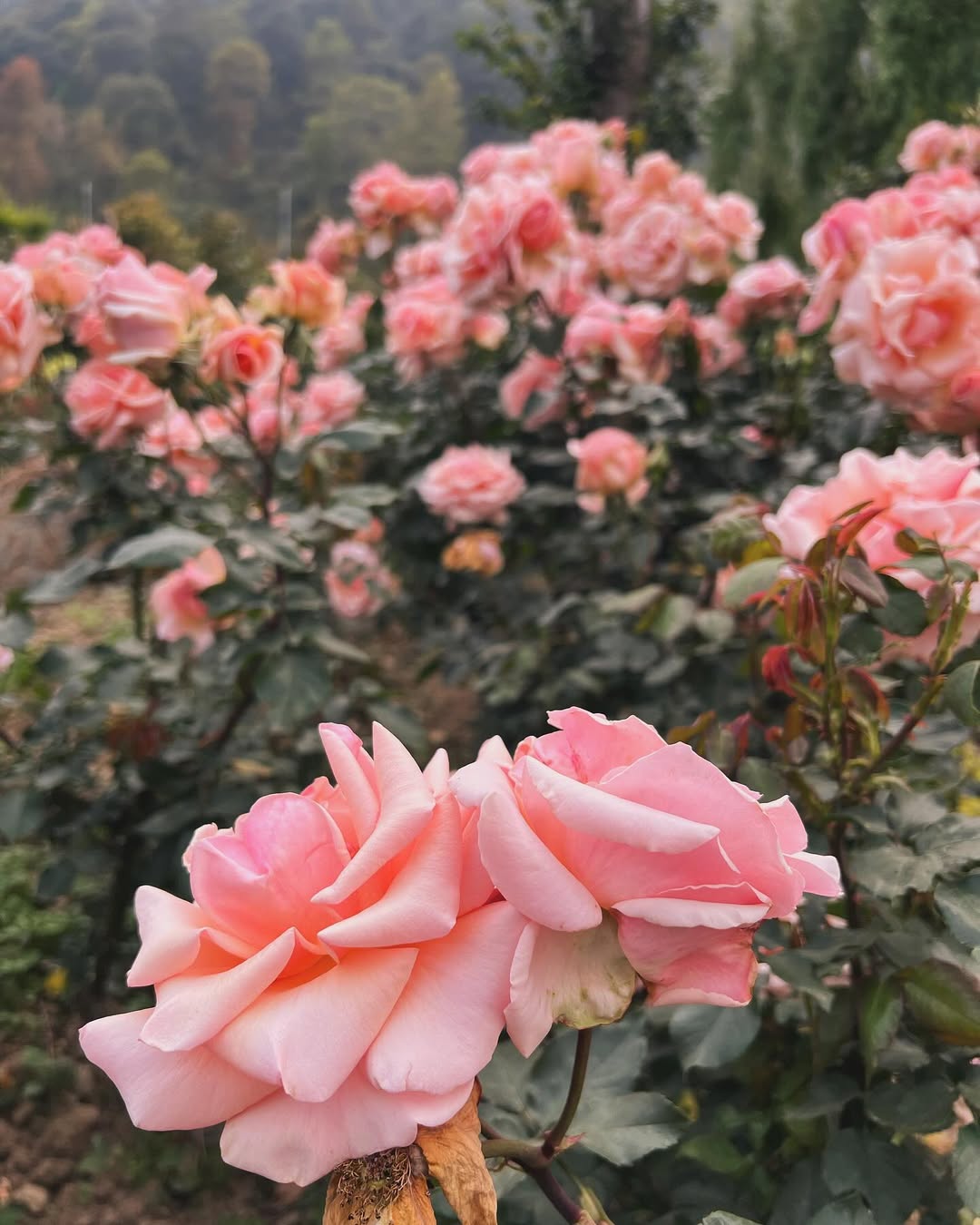 tanaman hias yang bisa dicangkok