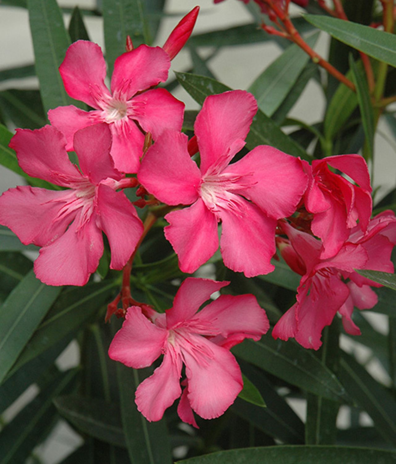 Oleander