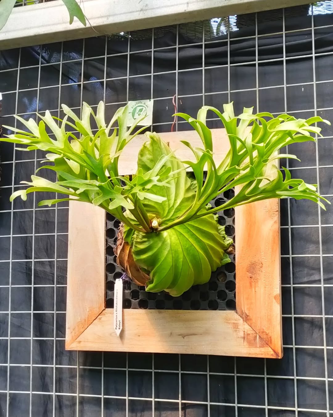 jenis tanaman tanpa tanah