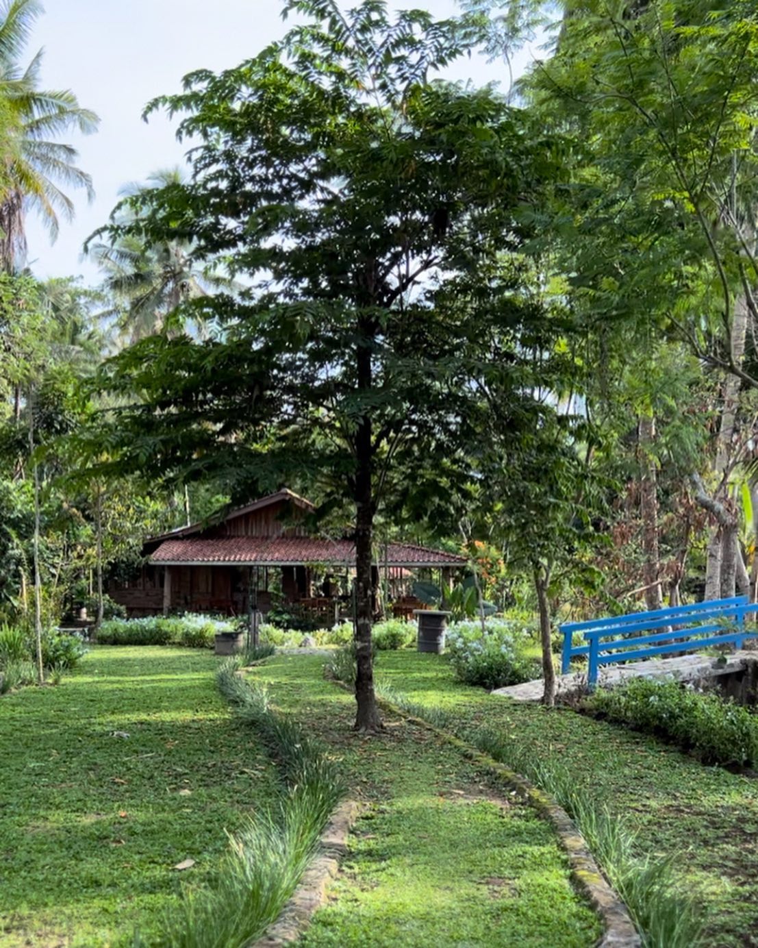 Pohon Kersen atau Ceri Kampung