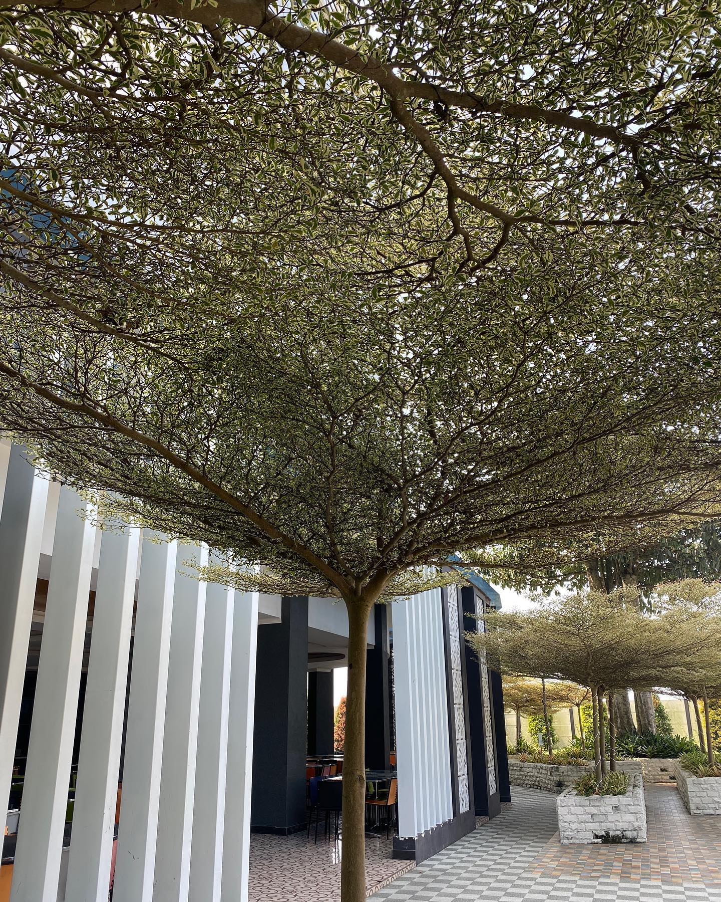 Pohon Ketapang Kencana