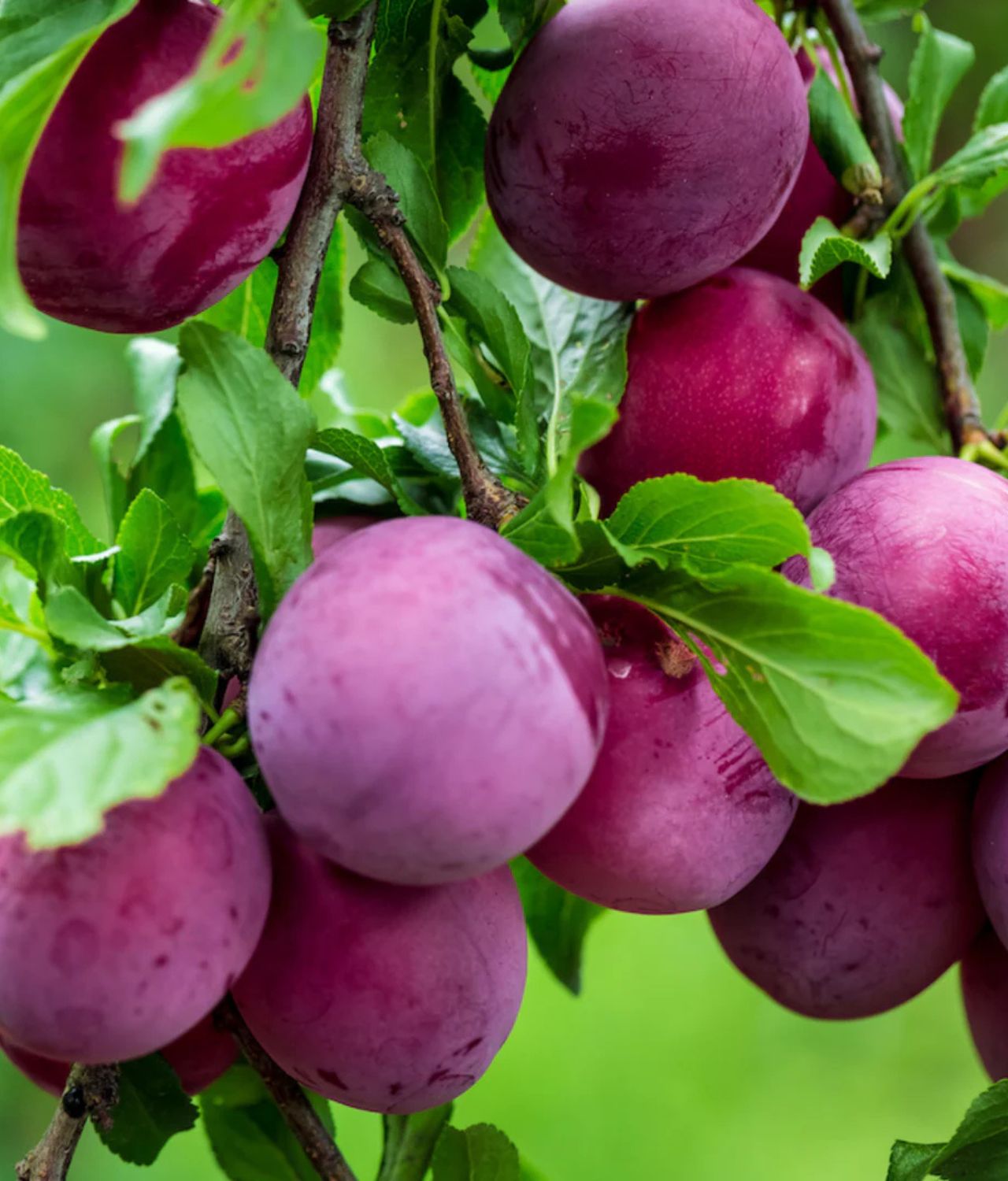 Pohon Plum
