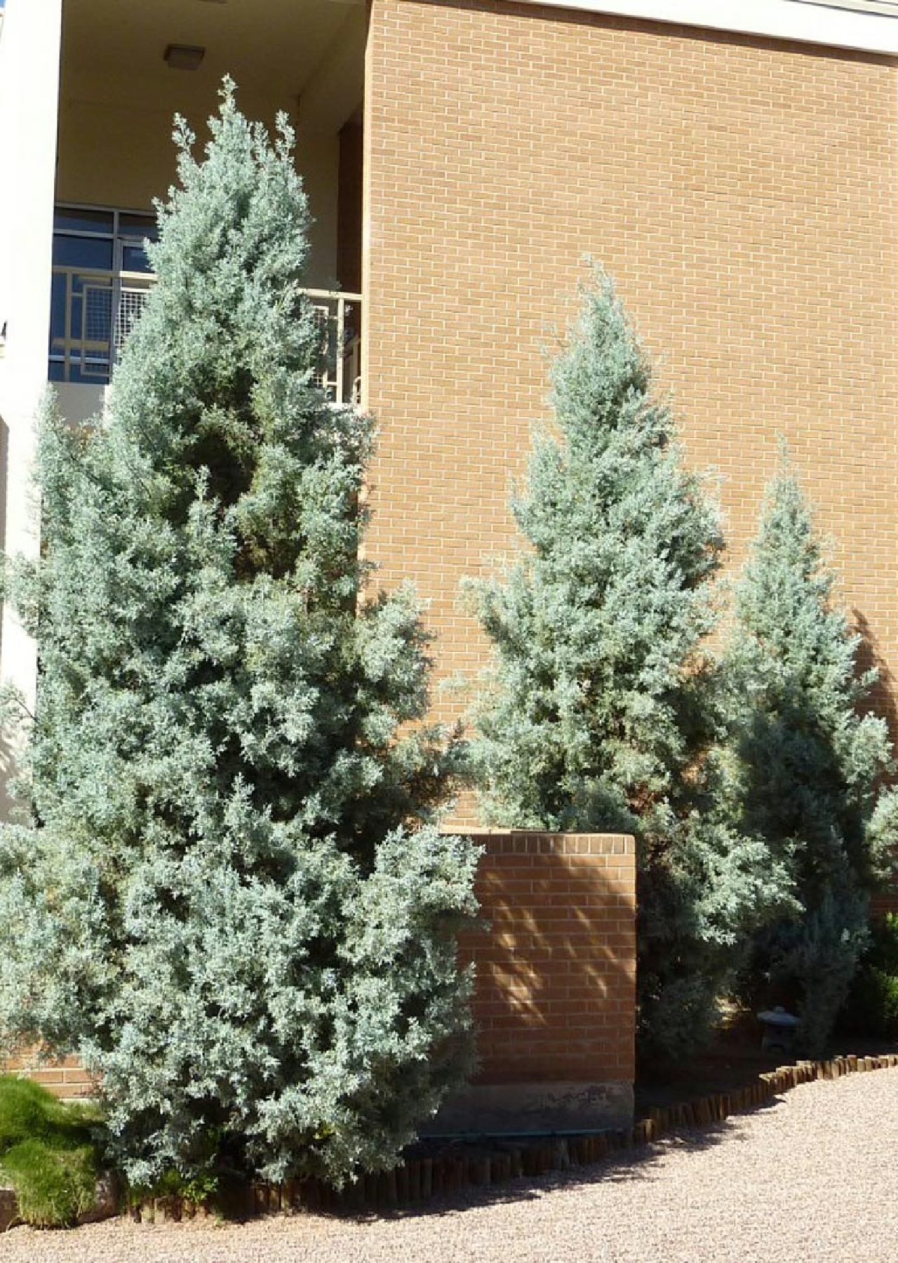 jenis pohon cemara jenis pohon cemara