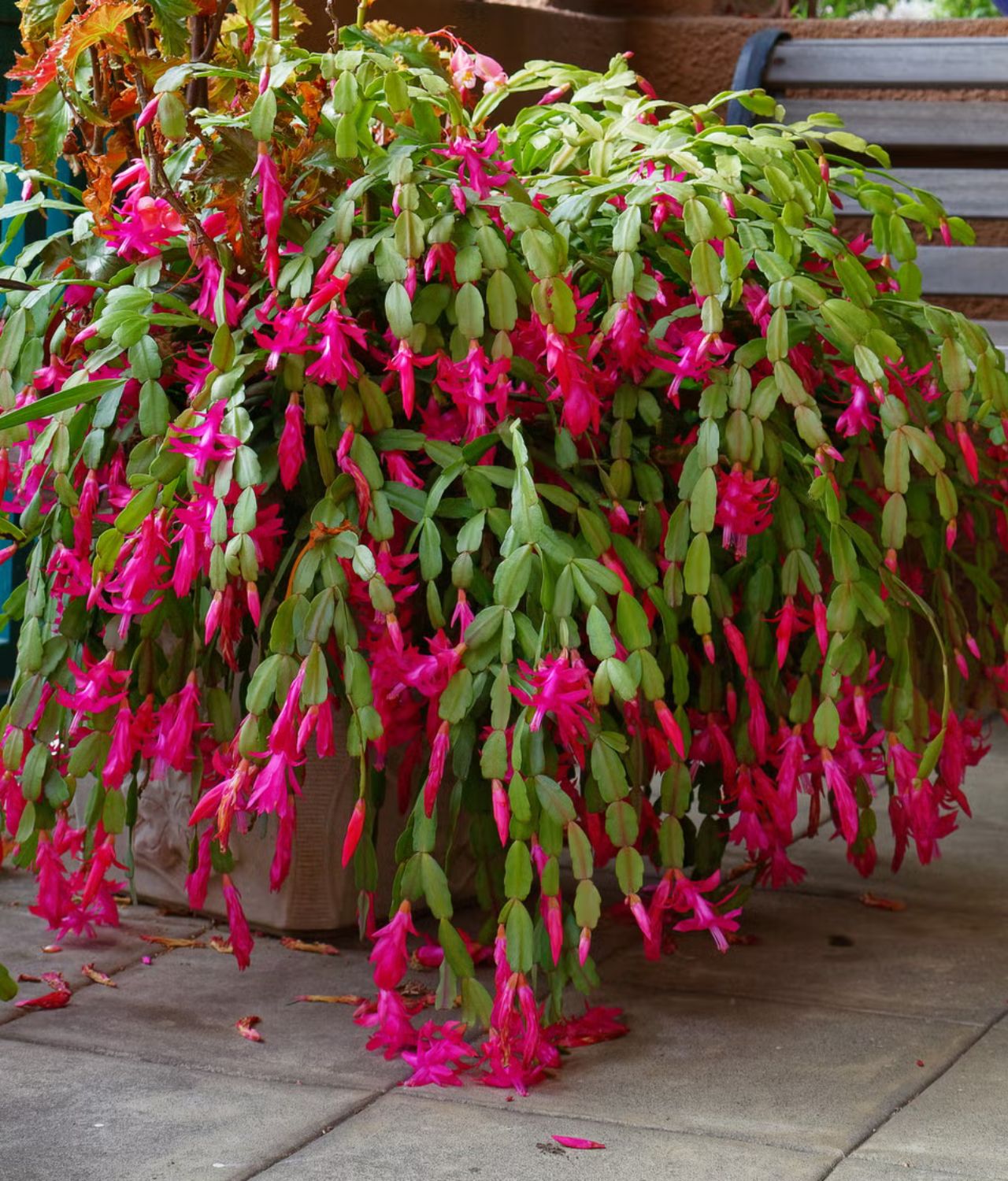 Schlumbergera