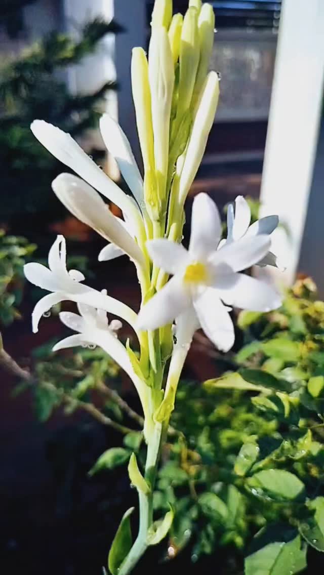 jenis bunga sedap malam