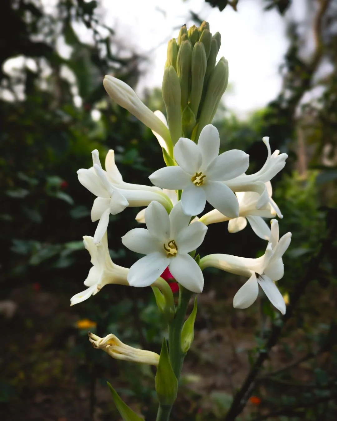 jenis bunga sedap malam