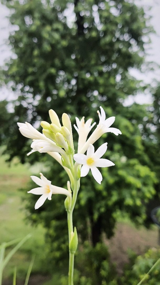 jenis bunga sedap malam