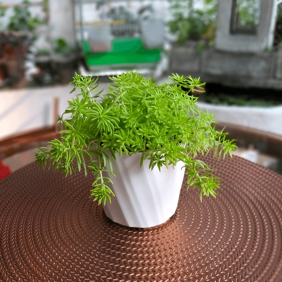 jenis-jenis sukulen dan gambarnya