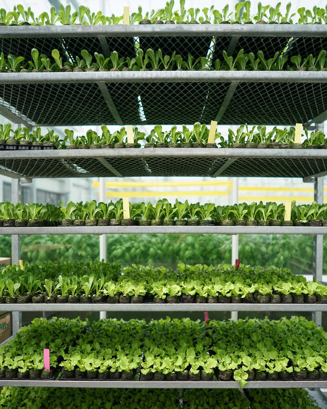 tanaman dataran tinggi