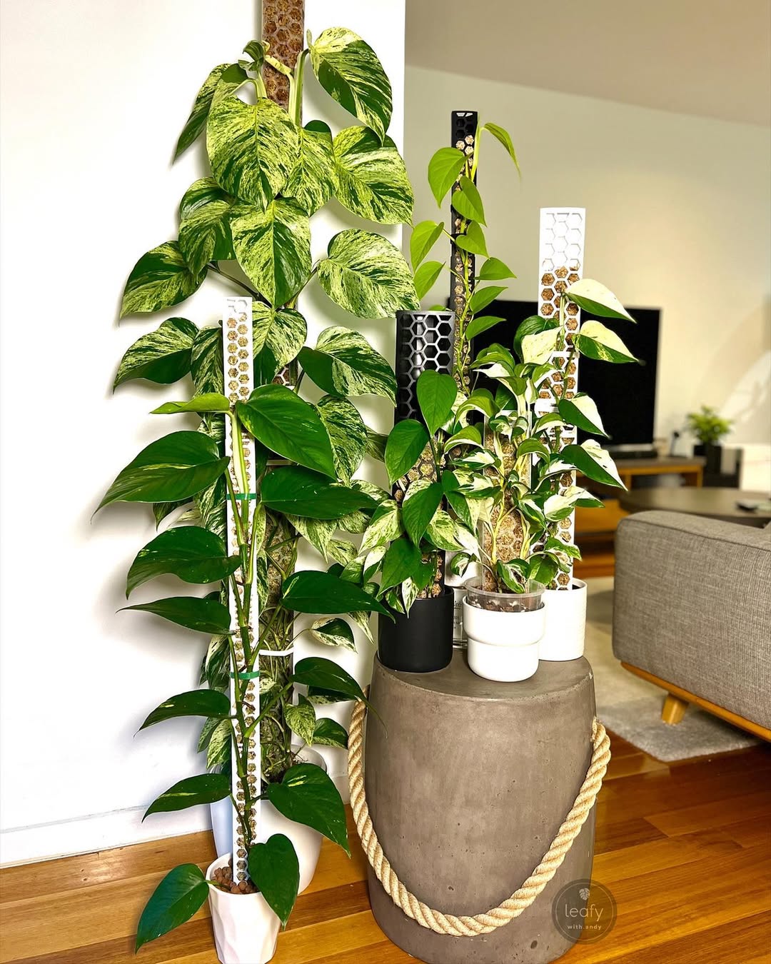 jenis tanaman hortikultura