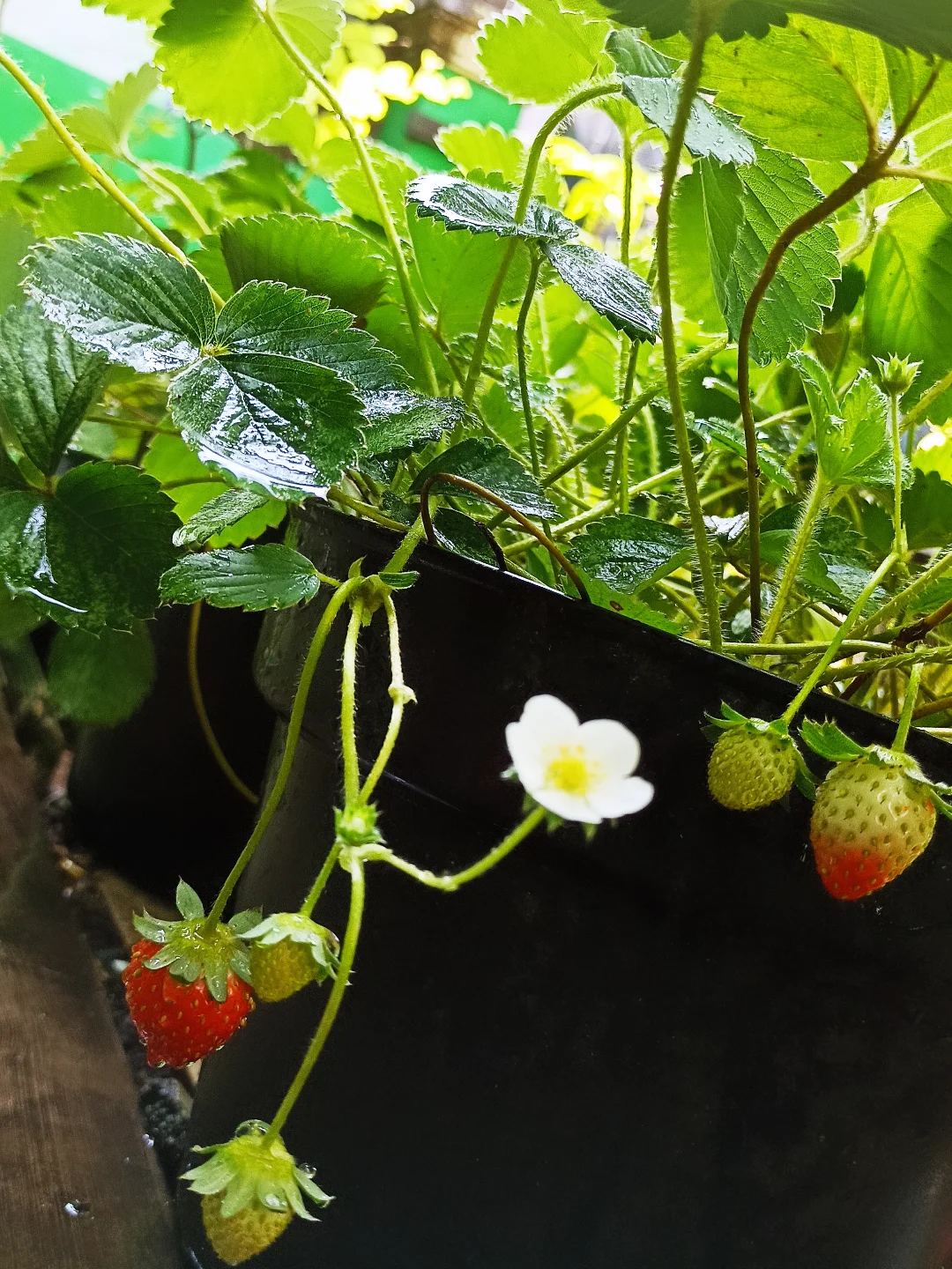 tanaman dataran tinggi