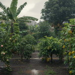 8 Tanaman Buah yang Cocok di Musim Hujan, Pas Buat Kebun Rumah