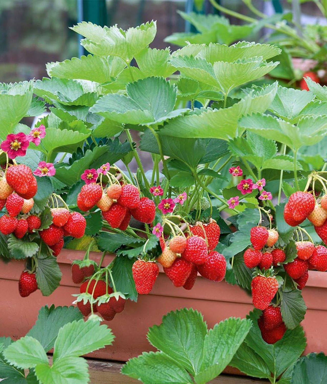 Tanaman Buah yang Cocok di Tempat Teduh stroberi