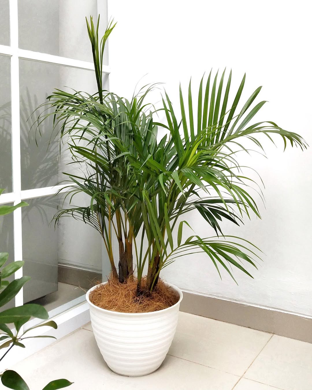 tanaman penghasil oksigen