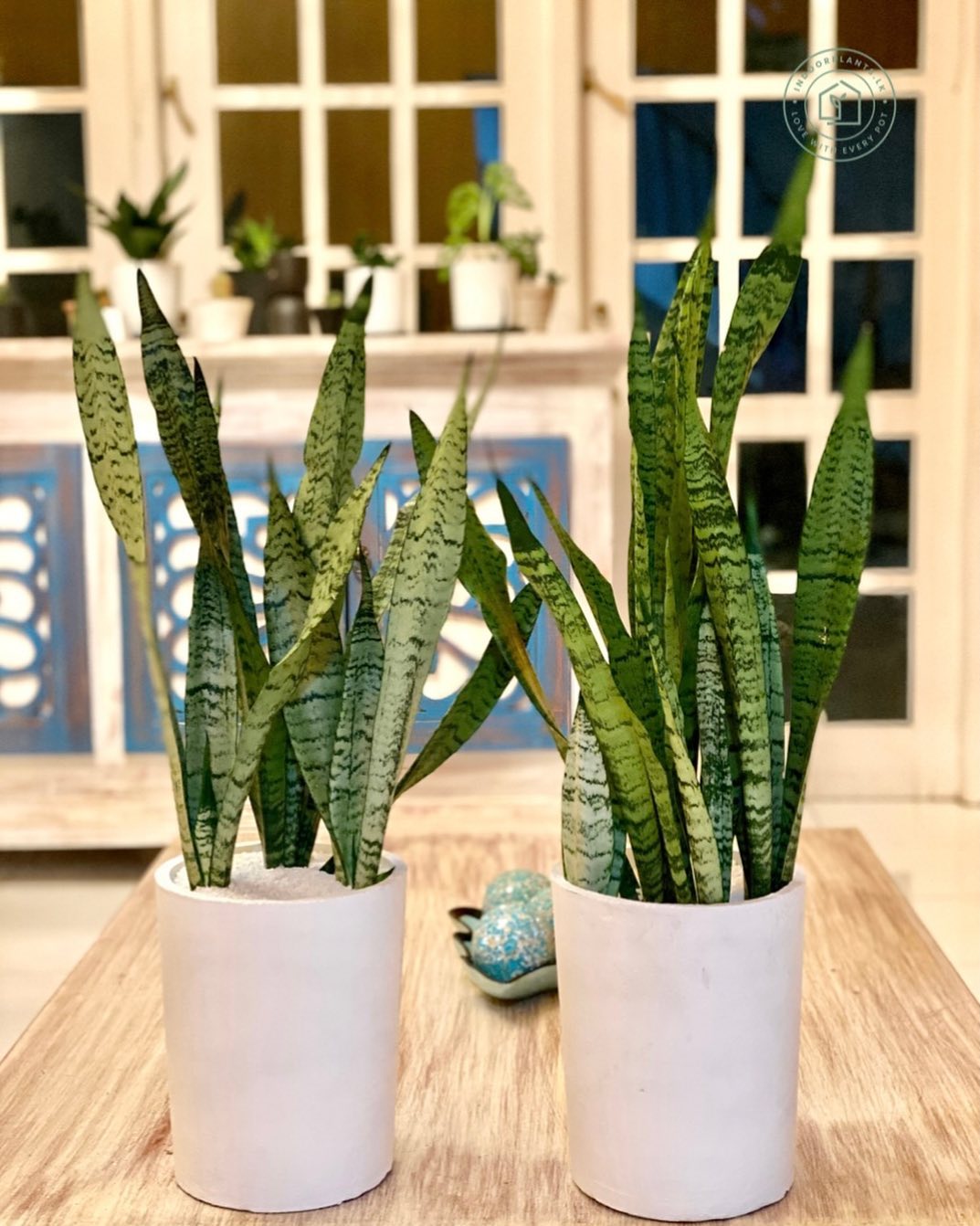 tanaman penghasil oksigen