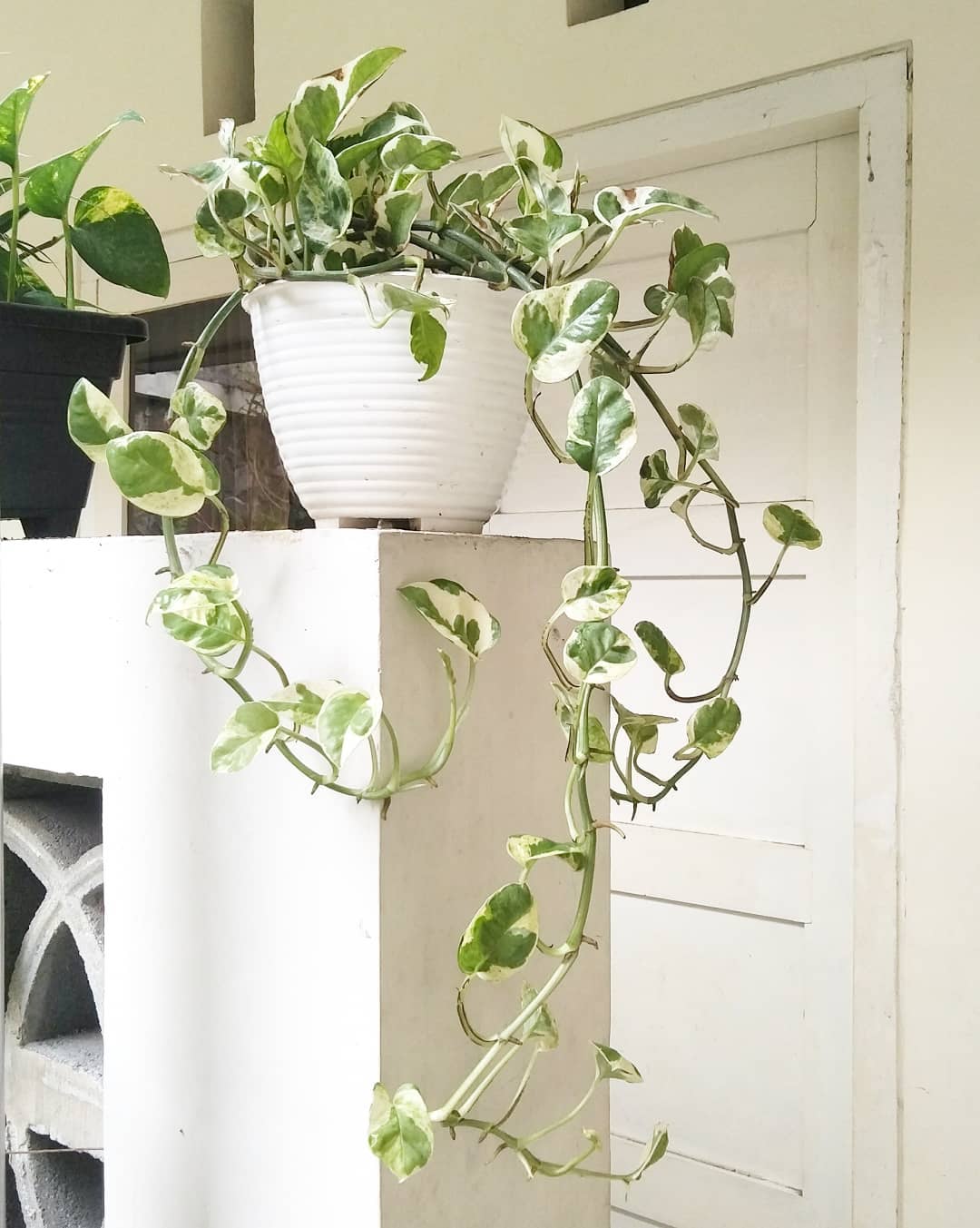 tanaman penghasil oksigen