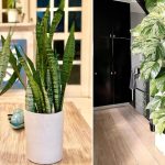 10 Tanaman Penghasil Oksigen yang Cocok Ditanam di Rumah