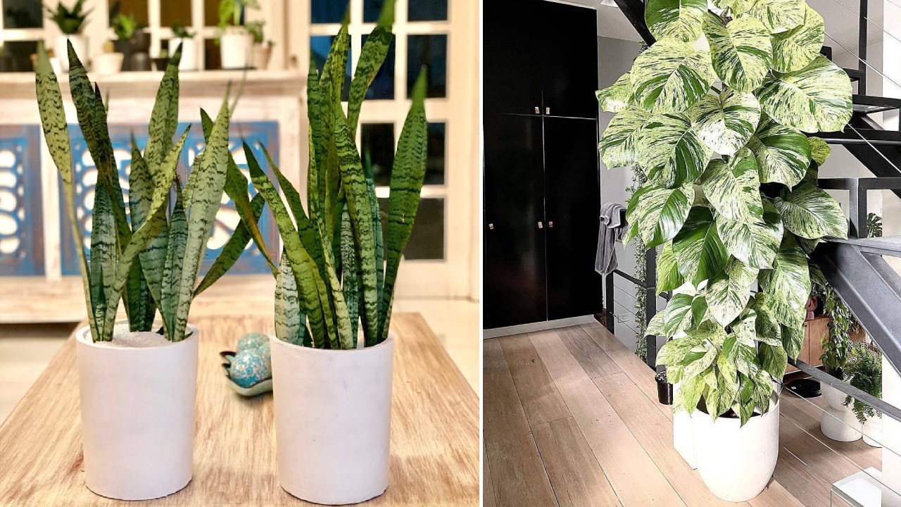 tanaman penghasil oksigen