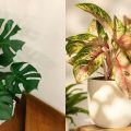 5 Rekomendasi Tanaman Tanpa Bunga di Rumah yang Mudah Dirawat dan Cantik