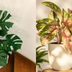 5 Rekomendasi Tanaman Tanpa Bunga di Rumah yang Mudah Dirawat dan Cantik