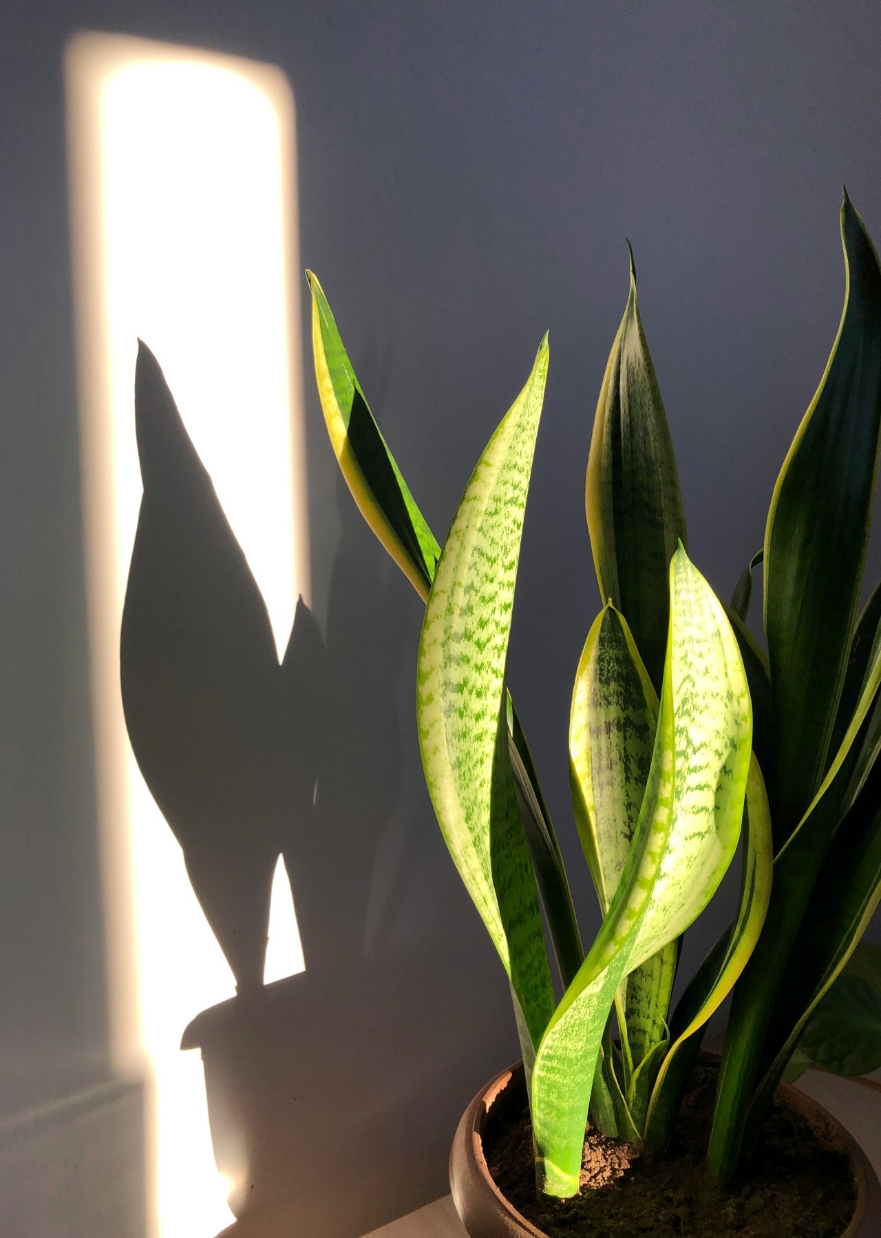 tanaman tanpa bunga tanaman tanpa bunga