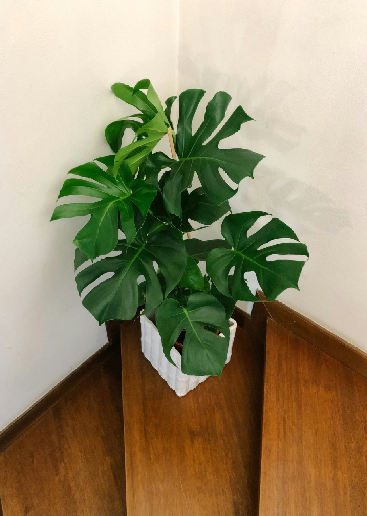 tanaman tanpa bunga tanaman tanpa bunga