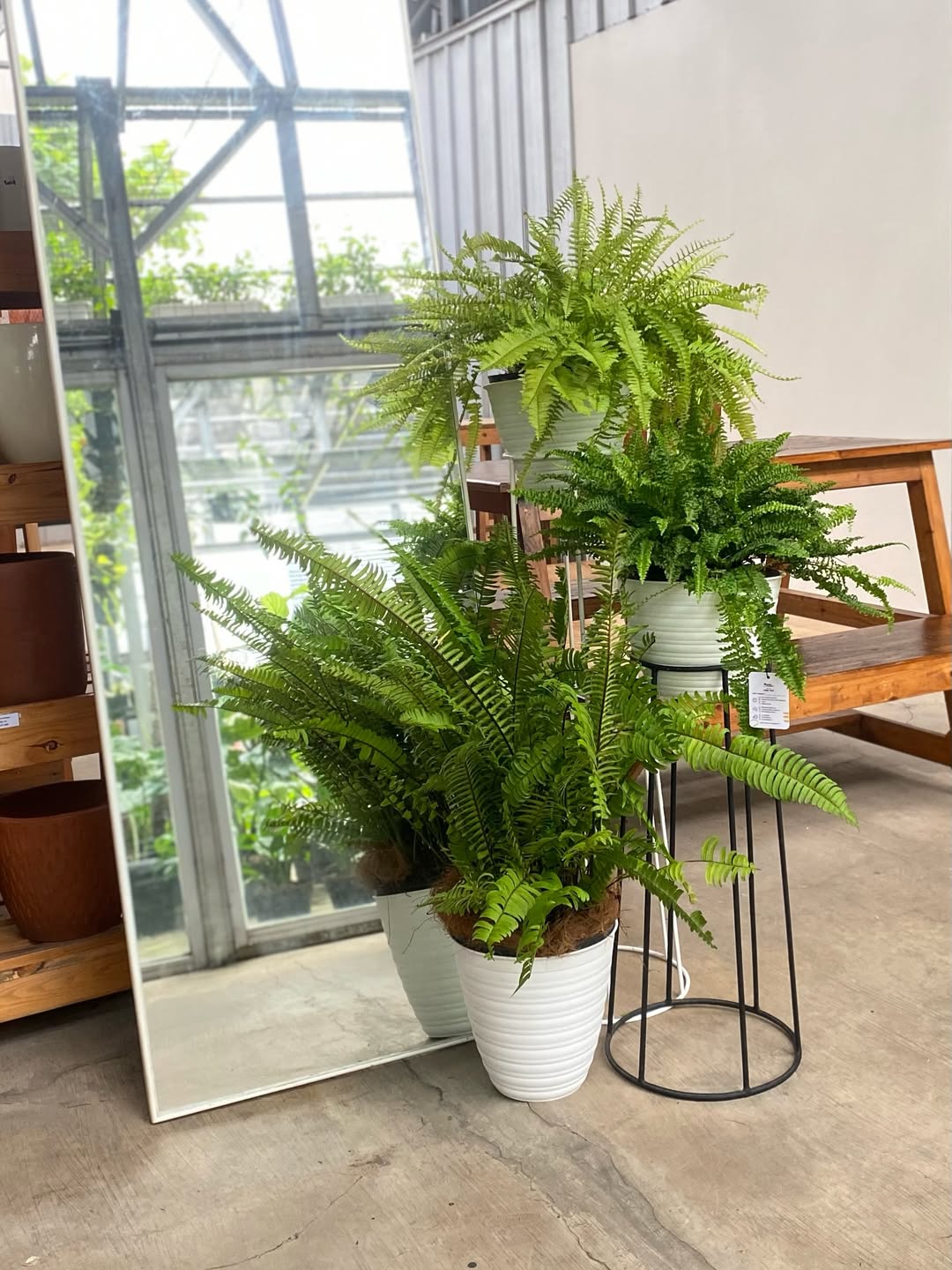 tanaman tanpa bunga tanaman tanpa bunga