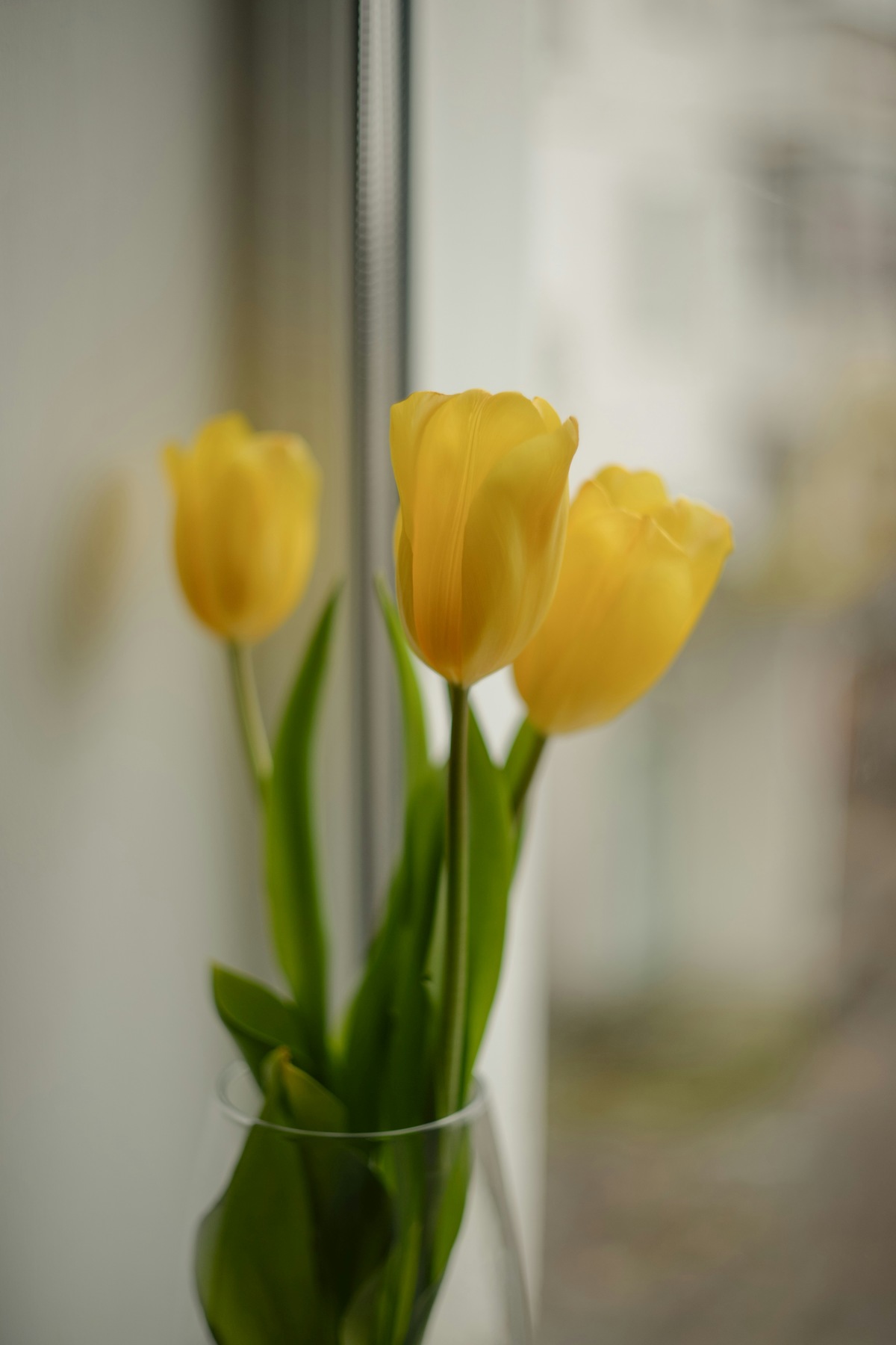 jenis bunga yang melambangkan kebahagiaan